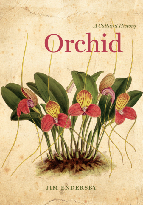 Cover image for book Orchid