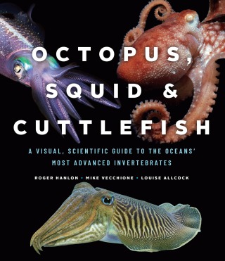 Octopus, Squid, and Cuttlefish