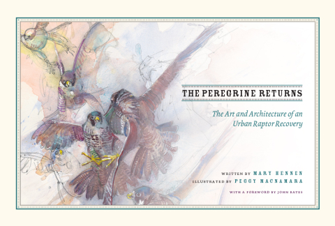 Cover image for book The Peregrine Returns