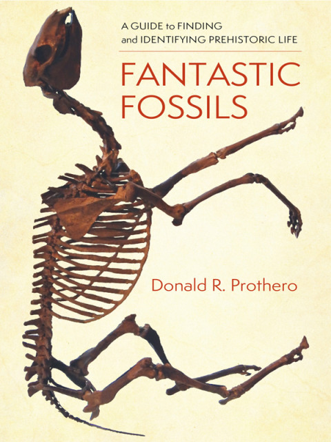 Cover image for book Fantastic Fossils