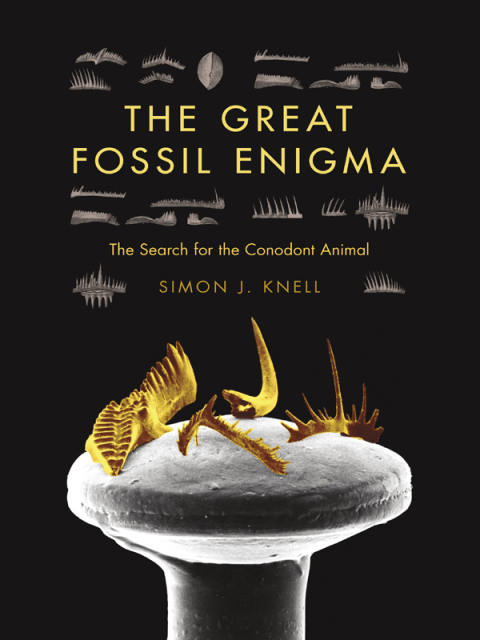 The Great Fossil Enigma 