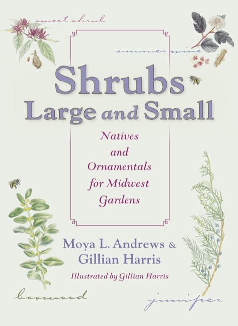 Cover image for book Shrubs Large and Small