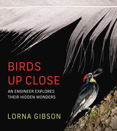 Cover image for book Birds Up Close