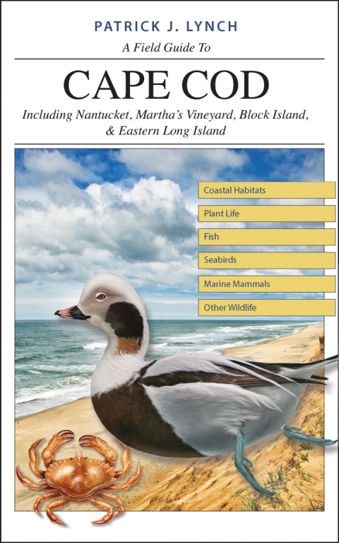 Cover image for book A Field Guide to Cape Cod