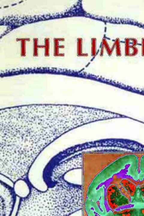 Cover image for book The Limbic Brain