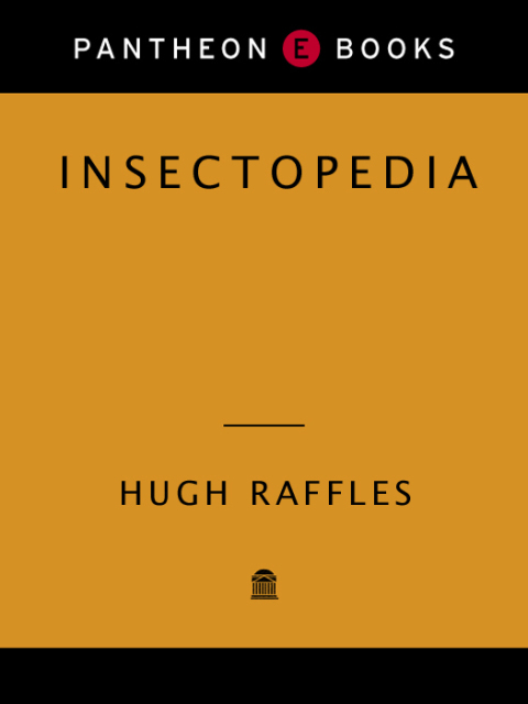 Cover image for book Insectopedia