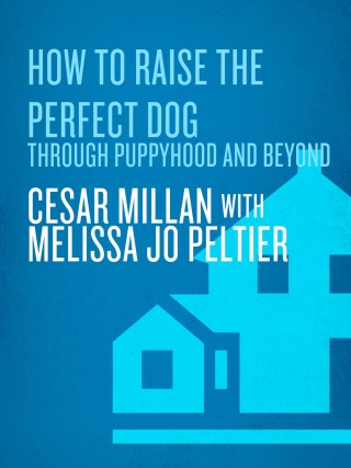 How to Raise the Perfect Dog