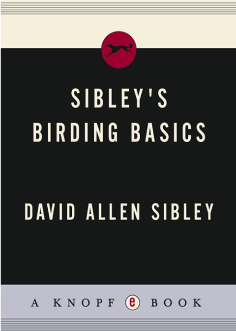 Cover image for book Sibley's Birding Basics