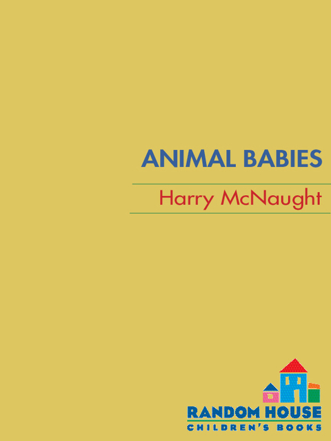 Cover image for book Animal Babies