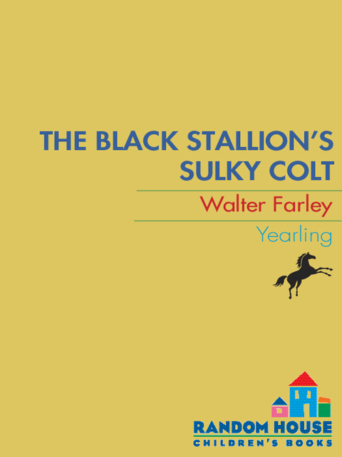 Cover image for book The Black Stallion's Sulky Colt