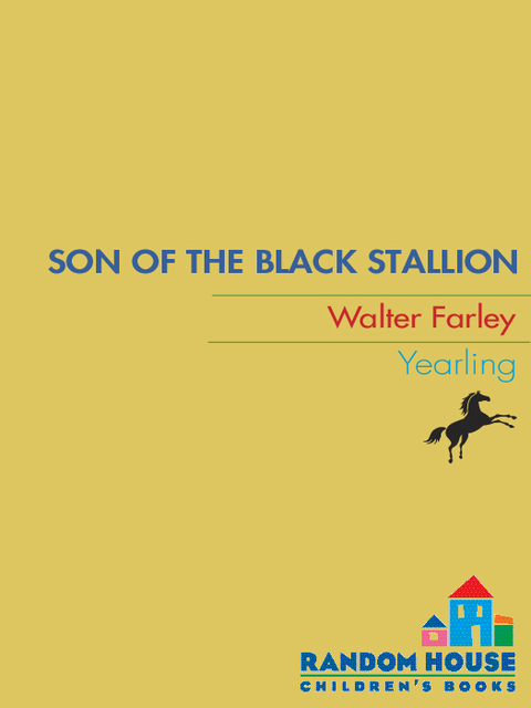 Cover image for book Son of the Black Stallion