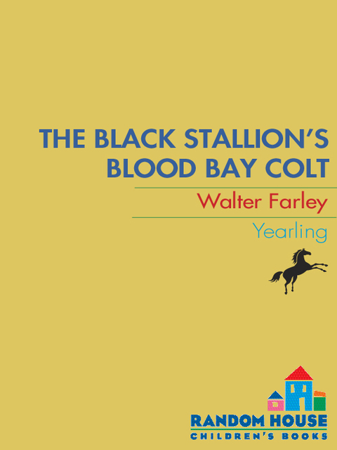 Cover image for book The Black Stallion's Blood Bay Colt