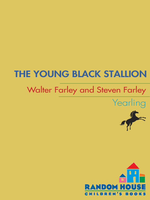 Cover image for book The Young Black Stallion