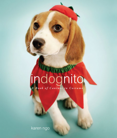 Cover image for book InDognito