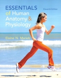 Essentials of Human Anatomy & Physiology - Elaine N. Marieb