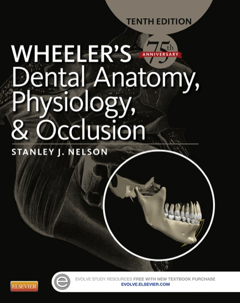 Cover image for book Wheeler's Dental Anatomy, Physiology and Occlusion