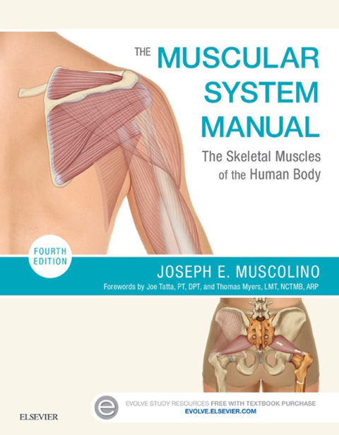 Cover image for book The Muscular System Manual: The Skeletal Muscles of the Human Body
