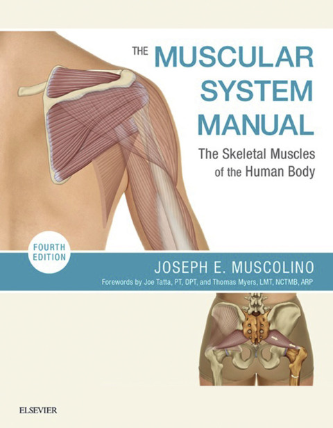 Cover image for book The Muscular System Manual: The Skeletal Muscles of the Human Body
