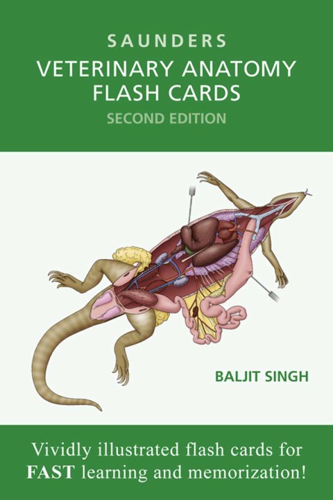 Cover image for book Veterinary Anatomy Flash Cards