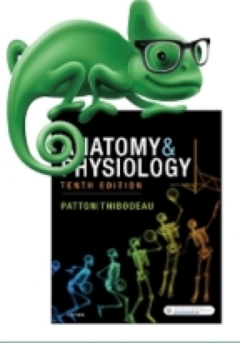 Cover image for book Elsevier Adaptive Quizzing for Anatomy and Physiology