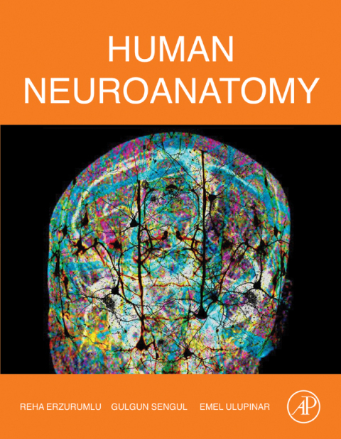 Cover image for book Human Neuroanatomy