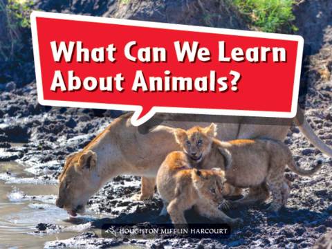 Cover image for book What Can We Learn About Animals?