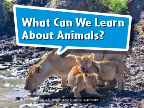 Cover image for book What Can We Learn About Animals?