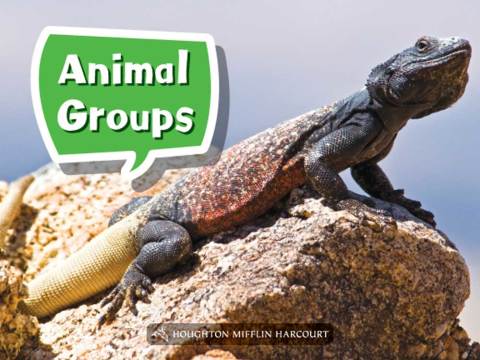 Cover image for book Animal Groups