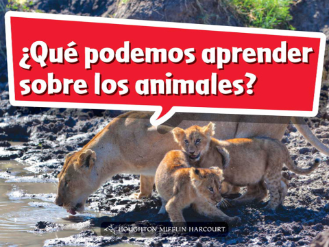 Cover image for book ¿Qué podemos aprender sobre los animales?