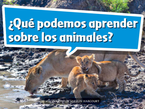 Cover image for book ¿Qué podemos aprender sobre los animales?