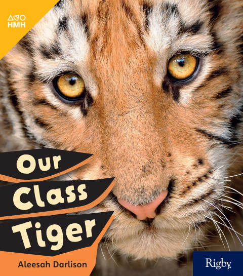 Cover image for book Our Class Tiger