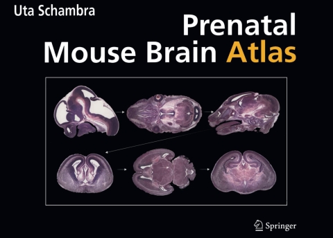 Cover image for book Prenatal Mouse Brain Atlas