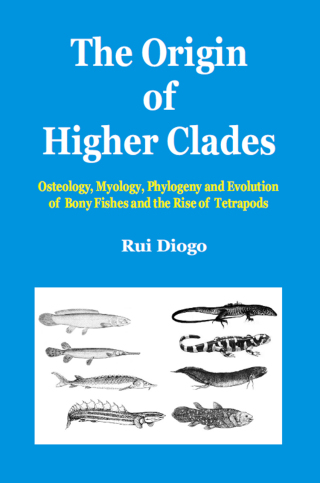The Origin of Higher Clades
