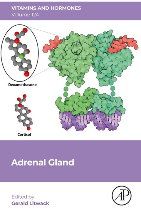 Cover image for book Adrenal Gland