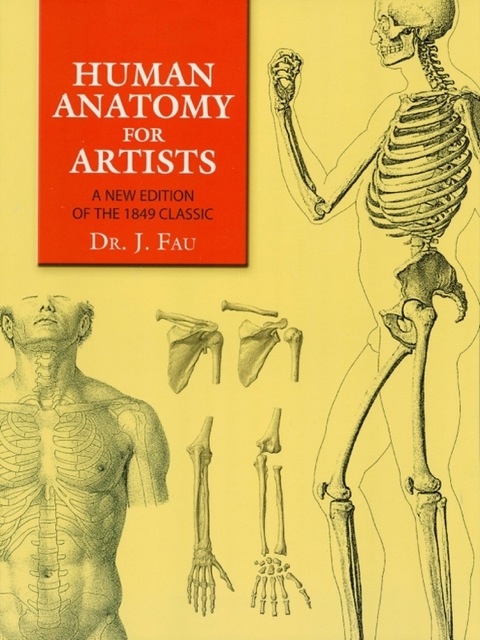 Cover image for book Human Anatomy for Artists