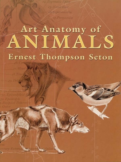 Cover image for book Art Anatomy of Animals