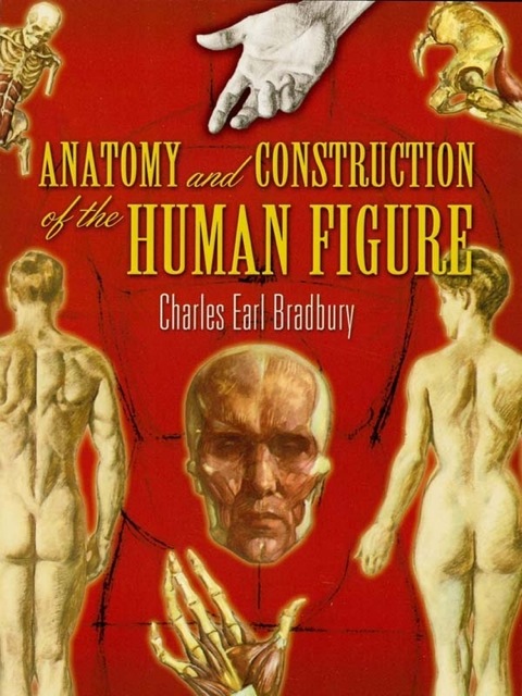 Cover image for book Anatomy and Construction of the Human Figure