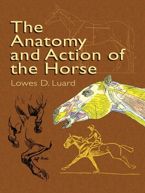 Cover image for book The Anatomy and Action of the Horse