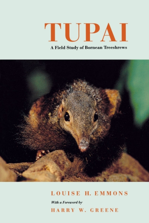 Cover image for book Tupai