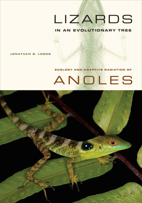 Cover image for book Lizards in an Evolutionary Tree