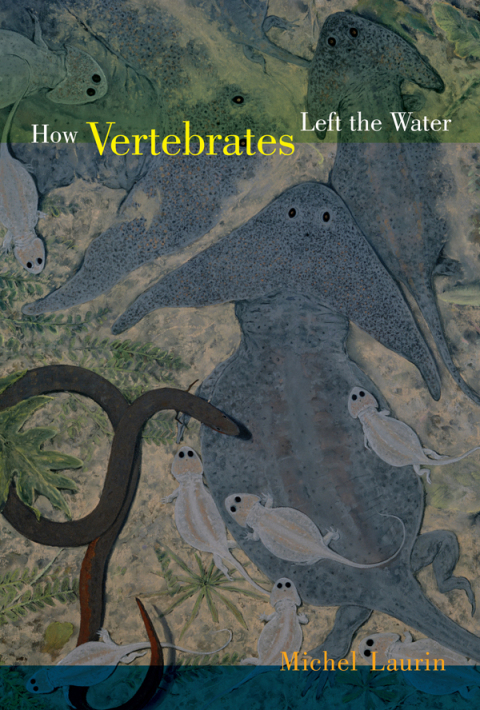 Cover image for book How Vertebrates Left the Water