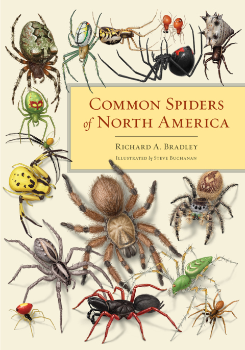 Cover image for book Common Spiders of North America