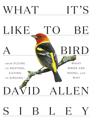 What It's Like to Be a Bird