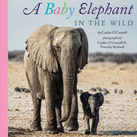 Cover image for book A Baby Elephant in the Wild