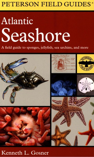 Atlantic Seashore
