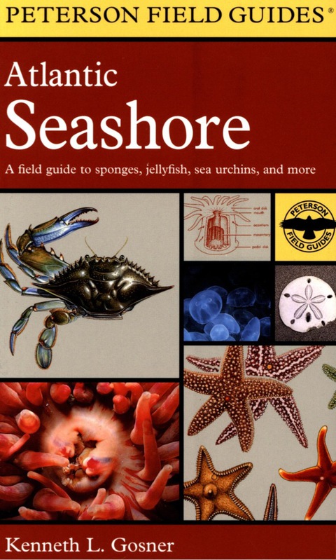 Cover image for book Atlantic Seashore