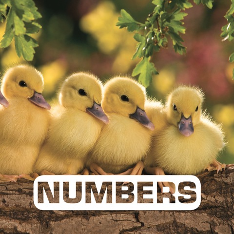 Cover image for book Numbers