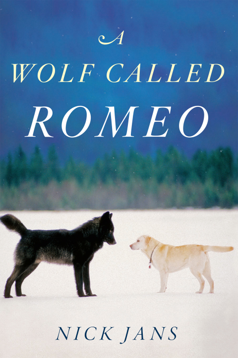 Cover image for book A Wolf Called Romeo