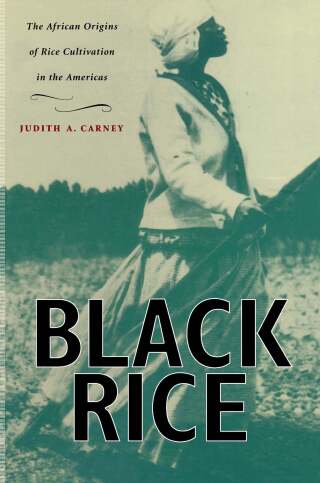Black Rice