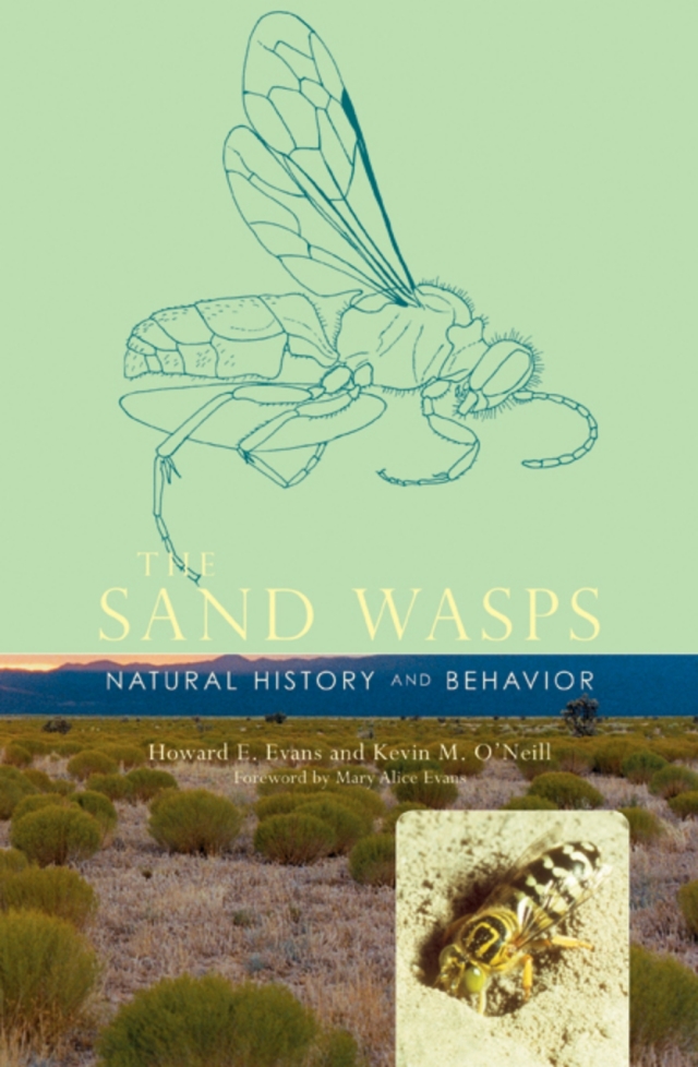 The Sand Wasps